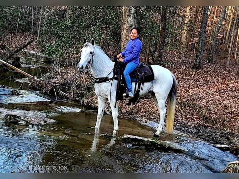 Tennessee walking horse Caballo castrado 10 años 142 cm Tordo in Otis Orchards, WA