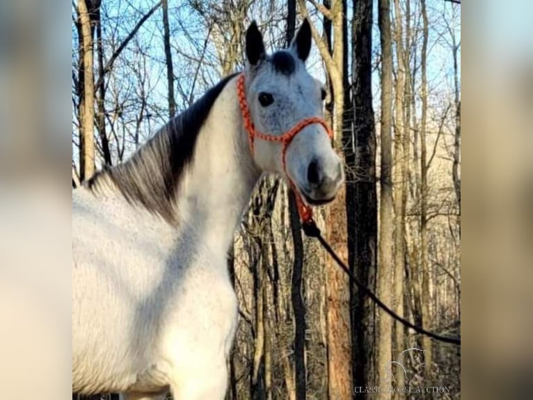 Tennessee walking horse Caballo castrado 10 años 142 cm Tordo in Otis Orchards, WA