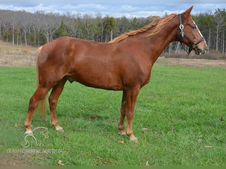 Tennessee walking horse Caballo castrado 10 años 152 cm Alazán rojizo in Park Hills