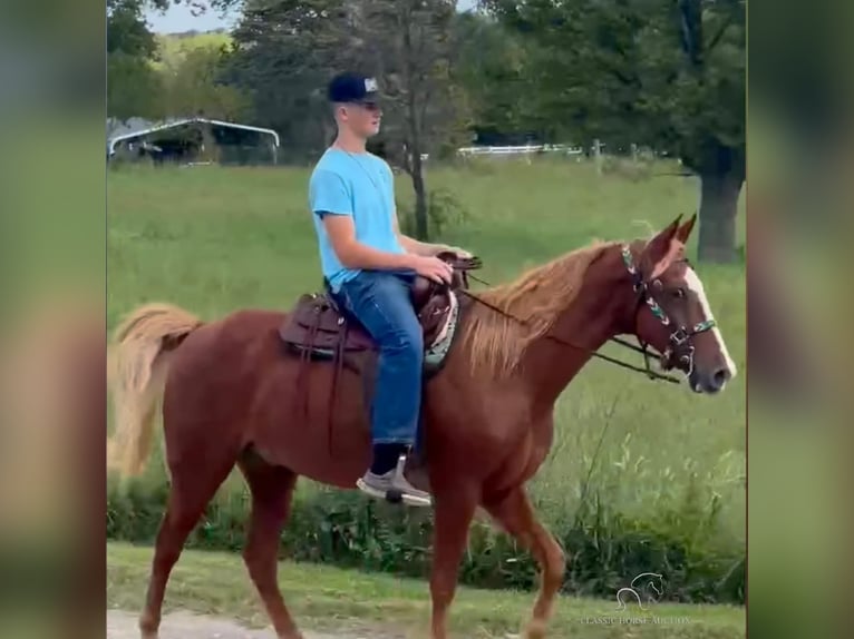 Tennessee walking horse Caballo castrado 10 años 152 cm Alazán rojizo in Park Hills