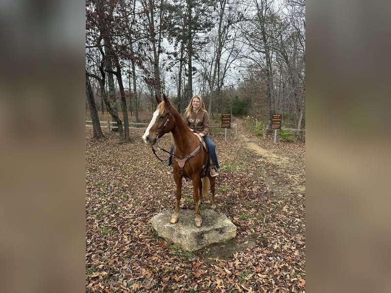 Tennessee walking horse Caballo castrado 10 años 152 cm Alazán rojizo in Park Hills