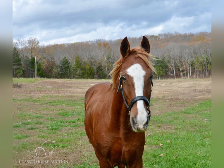 Tennessee walking horse Caballo castrado 10 años 152 cm Alazán rojizo in Park Hills