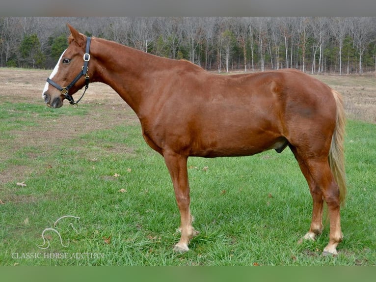 Tennessee walking horse Caballo castrado 10 años 152 cm Alazán rojizo in Park Hills