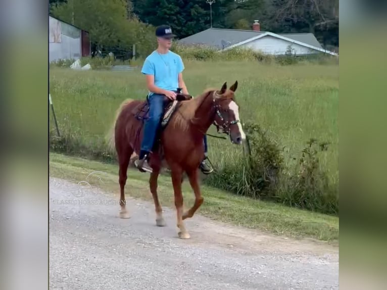 Tennessee walking horse Caballo castrado 10 años 152 cm Alazán rojizo in Park Hills