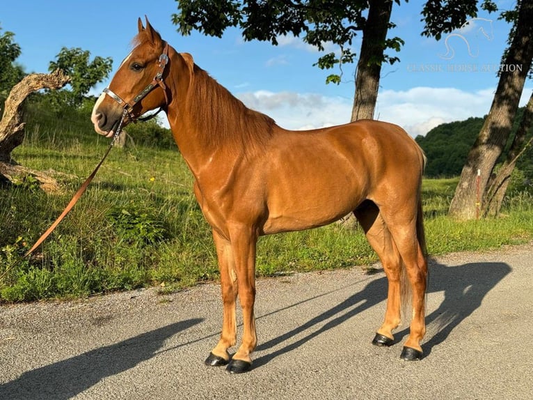 Tennessee walking horse Caballo castrado 10 años 152 cm Alazán rojizo in Sneedville,TN