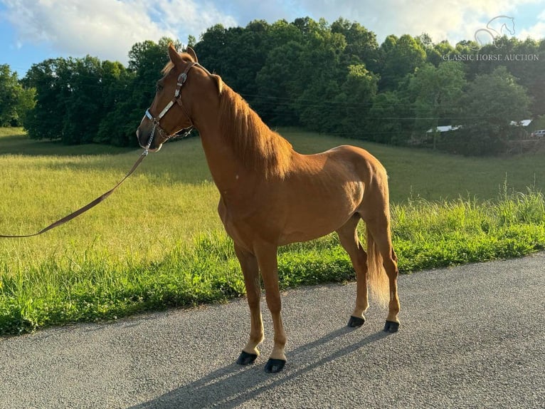 Tennessee walking horse Caballo castrado 10 años 152 cm Alazán rojizo in Sneedville,TN