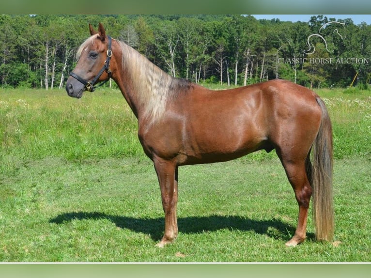 Tennessee walking horse Caballo castrado 10 años 152 cm Alazán-tostado in Park Hills,MO