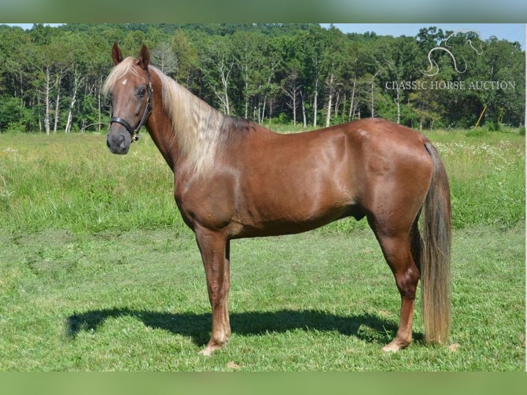 Tennessee walking horse Caballo castrado 10 años 152 cm Alazán-tostado in Park Hills,MO