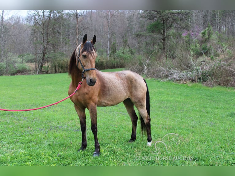 Tennessee walking horse Caballo castrado 10 años 152 cm Buckskin/Bayo in Rockholds, KY