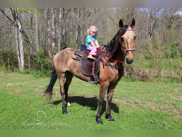 Tennessee walking horse Caballo castrado 10 años 152 cm Buckskin/Bayo in Rockholds, KY