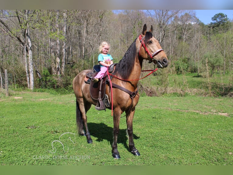 Tennessee walking horse Caballo castrado 10 años 152 cm Buckskin/Bayo in Rockholds, KY