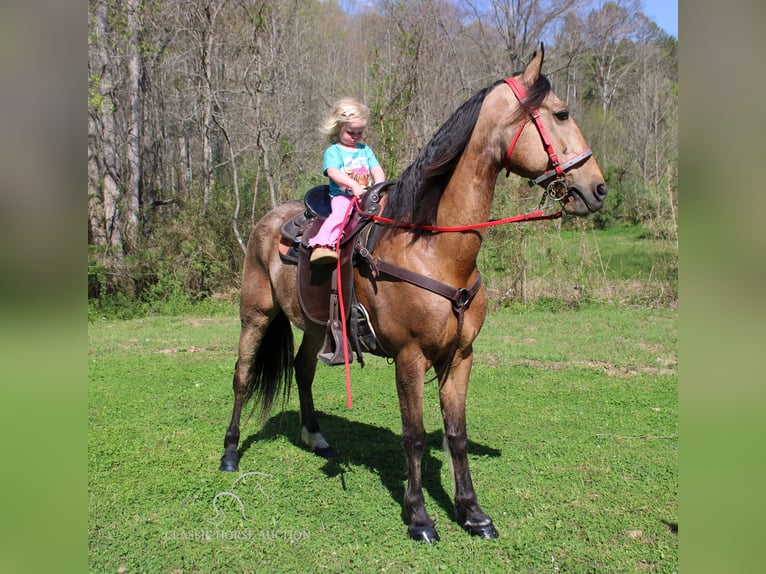 Tennessee walking horse Caballo castrado 10 años 152 cm Buckskin/Bayo in Rockholds, KY