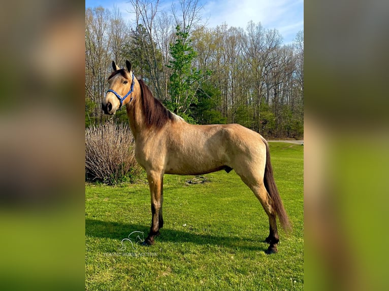 Tennessee walking horse Caballo castrado 10 años 152 cm Buckskin/Bayo in Tyner, KY