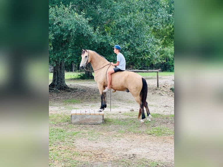 Tennessee walking horse Caballo castrado 10 años 152 cm Buckskin/Bayo in Independence, LA