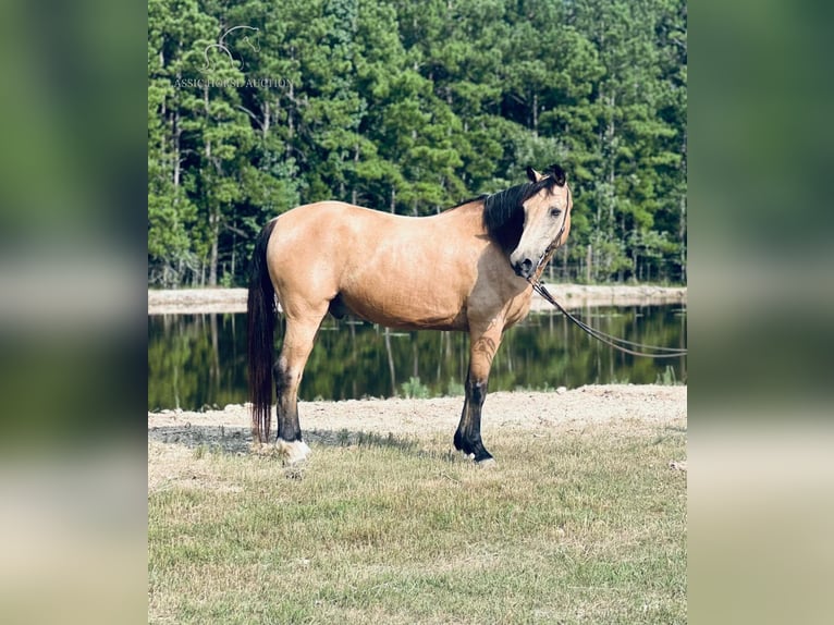 Tennessee walking horse Caballo castrado 10 años 152 cm Buckskin/Bayo in Independence, LA