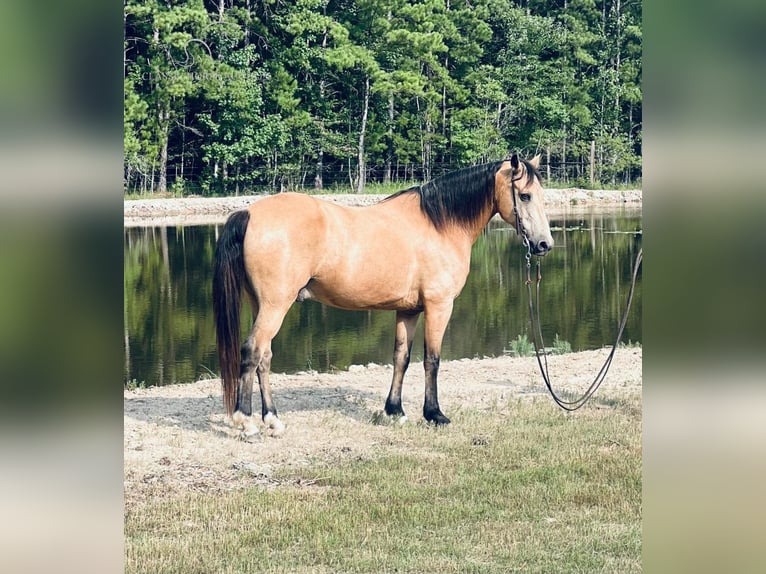 Tennessee walking horse Caballo castrado 10 años 152 cm Buckskin/Bayo in Independence, LA