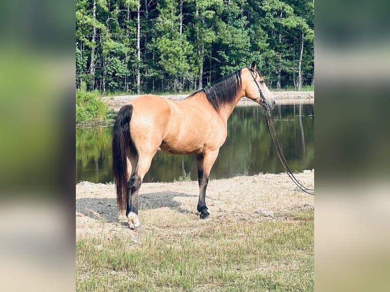 Tennessee walking horse Caballo castrado 10 años 152 cm Buckskin/Bayo in Independence, LA