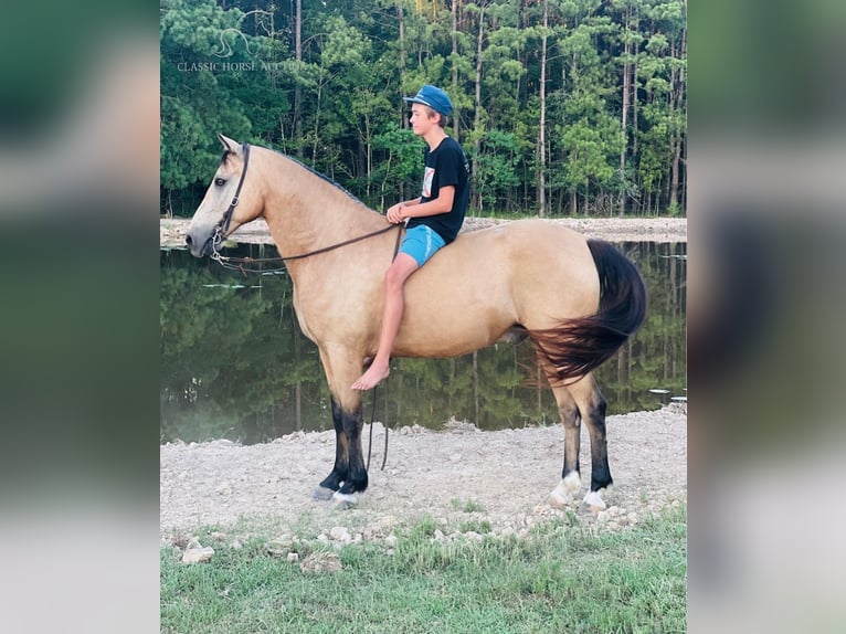 Tennessee walking horse Caballo castrado 10 años 152 cm Buckskin/Bayo in Independence, LA