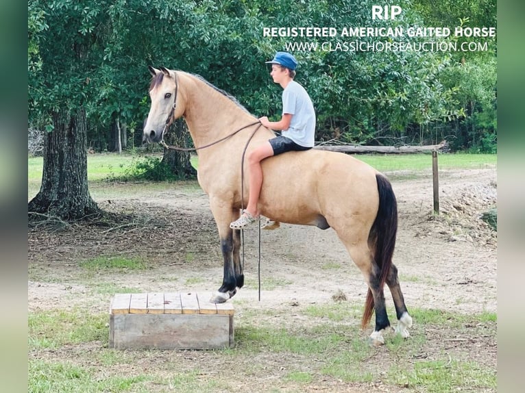 Tennessee walking horse Caballo castrado 10 años 152 cm Buckskin/Bayo in Independence, LA