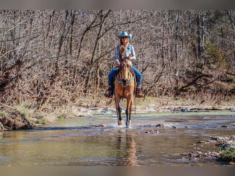 Tennessee walking horse Caballo castrado 10 años 152 cm Buckskin/Bayo in Hillsboro KY