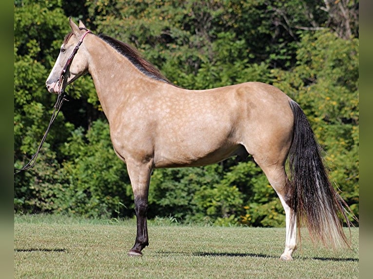 Tennessee walking horse Caballo castrado 10 años 152 cm Buckskin/Bayo in Jamestown, KY