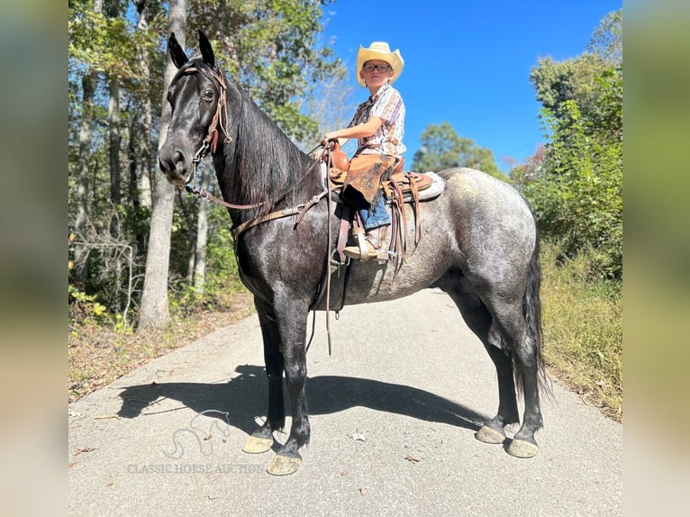 Tennessee walking horse Caballo castrado 10 años 152 cm in Whitley City, KY