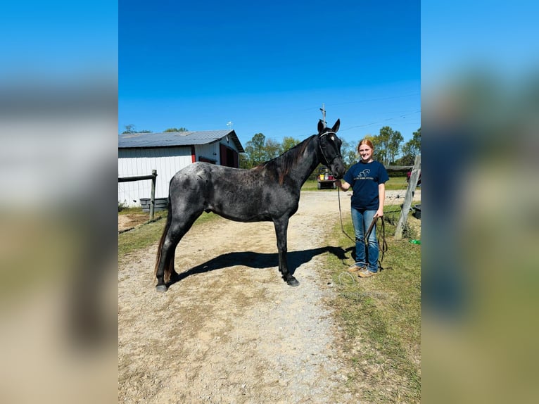 Tennessee walking horse Caballo castrado 10 años 152 cm in Breeding, KY