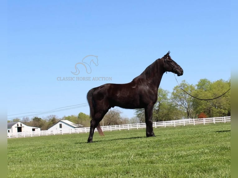 Tennessee walking horse Caballo castrado 10 años 152 cm Negro in Lewisburg,TN