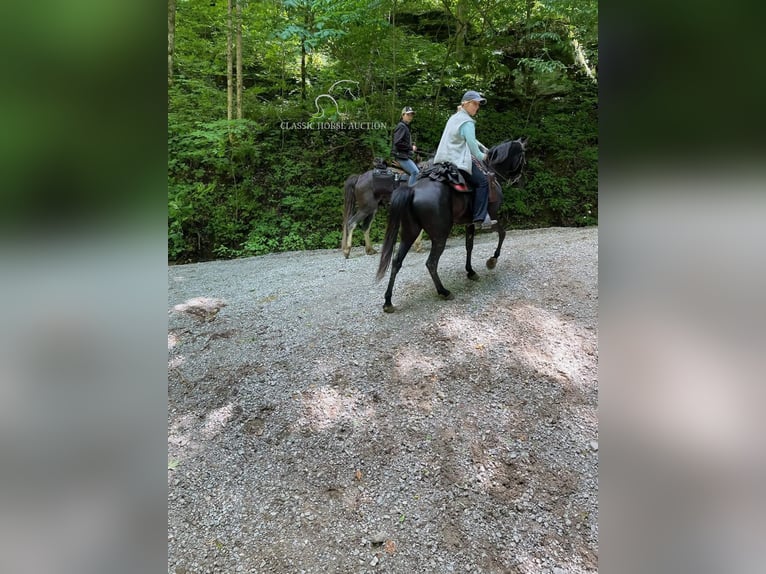 Tennessee walking horse Caballo castrado 10 años 152 cm Negro in Lewisburg,TN