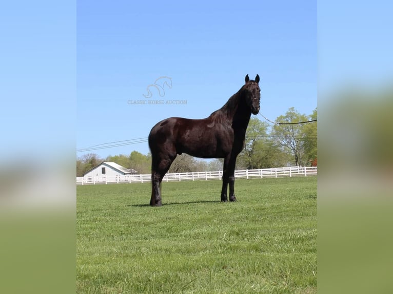 Tennessee walking horse Caballo castrado 10 años 152 cm Negro in Lewisburg,TN