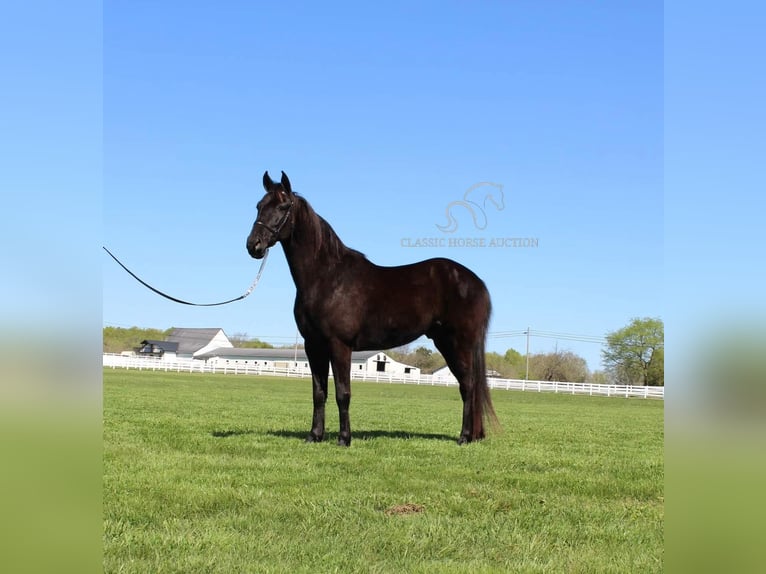 Tennessee walking horse Caballo castrado 10 años 152 cm Negro in Lewisburg,TN