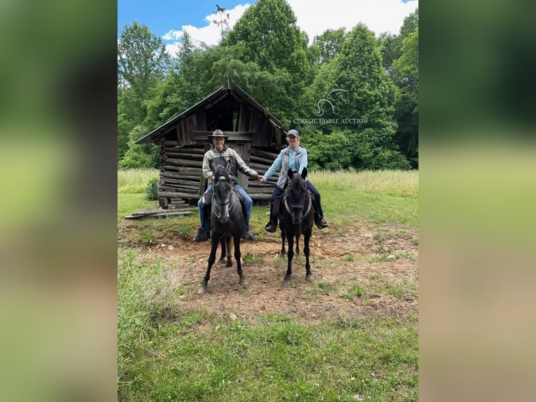 Tennessee walking horse Caballo castrado 10 años 152 cm Negro in Lewisburg,TN