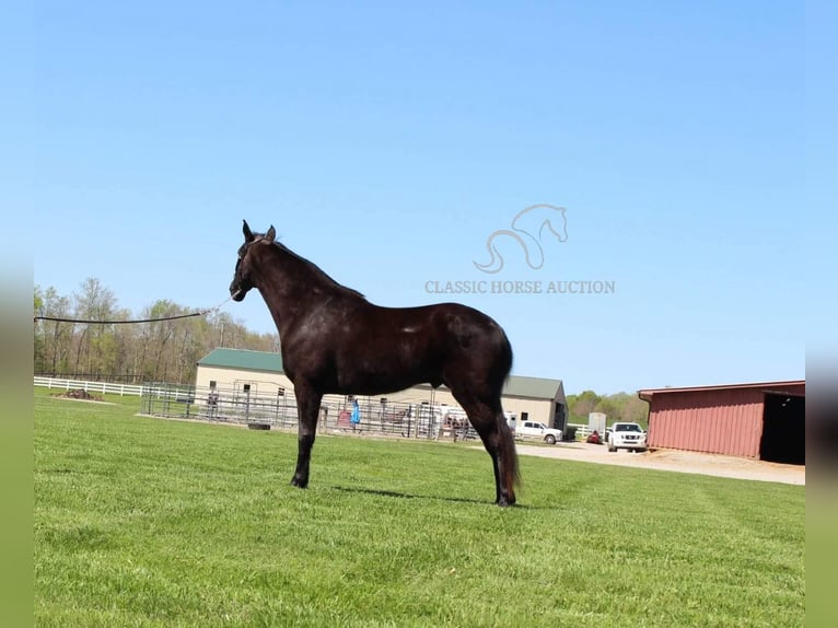 Tennessee walking horse Caballo castrado 10 años 152 cm Negro in Lewisburg,TN