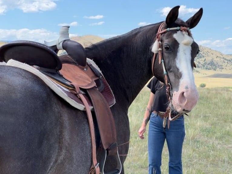 Tennessee walking horse Caballo castrado 10 años 152 cm Negro in Jacksboro TX
