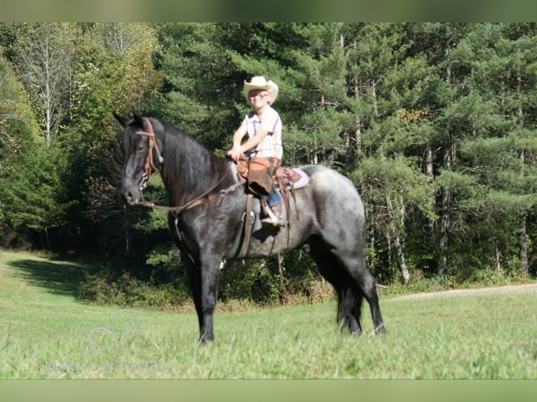 Tennessee walking horse Caballo castrado 10 años 152 cm Ruano azulado in Whitley City, KY