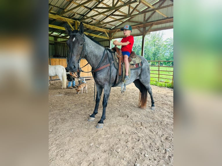 Tennessee walking horse Caballo castrado 10 años 152 cm Ruano azulado in Breeding, KY