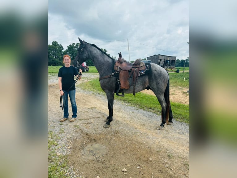 Tennessee walking horse Caballo castrado 10 años 152 cm Ruano azulado in Breeding, KY