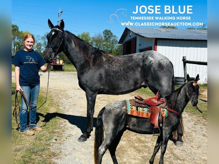 Tennessee walking horse Caballo castrado 10 años 152 cm Ruano azulado in Breeding, KY