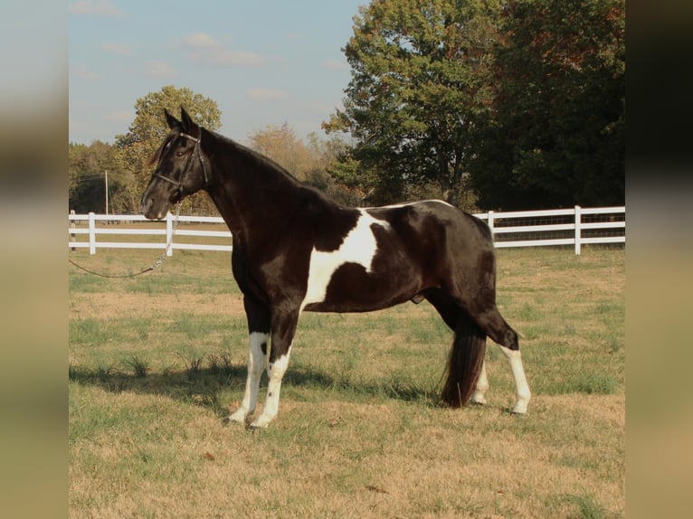 Tennessee walking horse Caballo castrado 10 años 152 cm Tobiano-todas las-capas in Lewisburg, TN