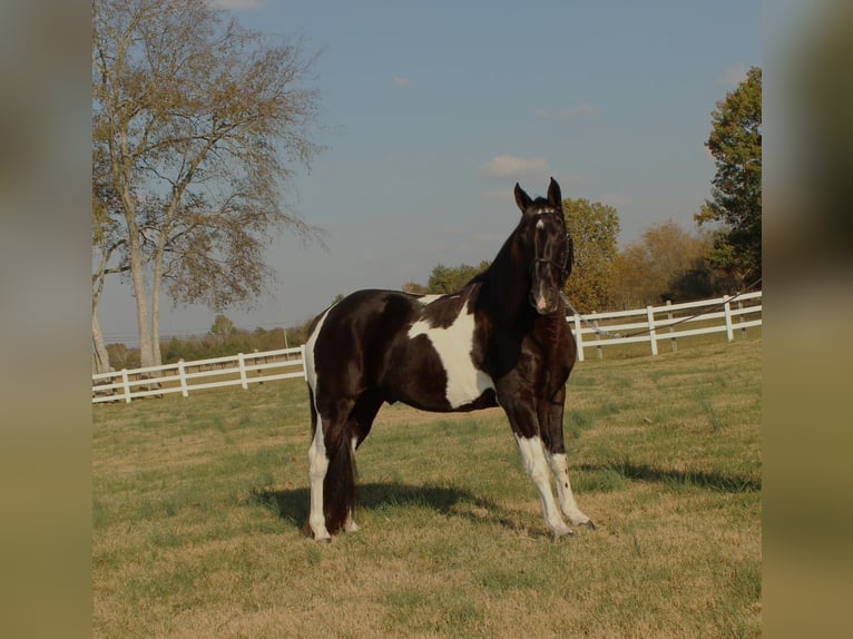 Tennessee walking horse Caballo castrado 10 años 152 cm Tobiano-todas las-capas in Lewisburg, TN