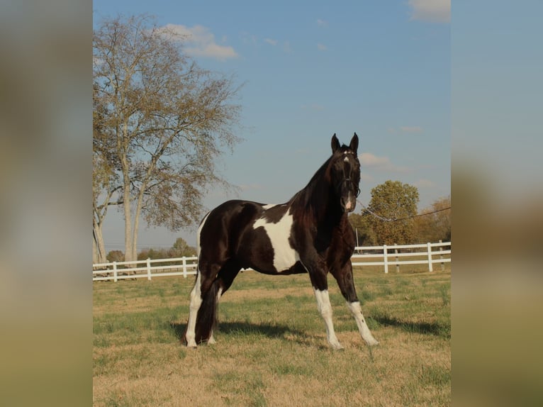 Tennessee walking horse Caballo castrado 10 años 152 cm Tobiano-todas las-capas in Lewisburg, TN