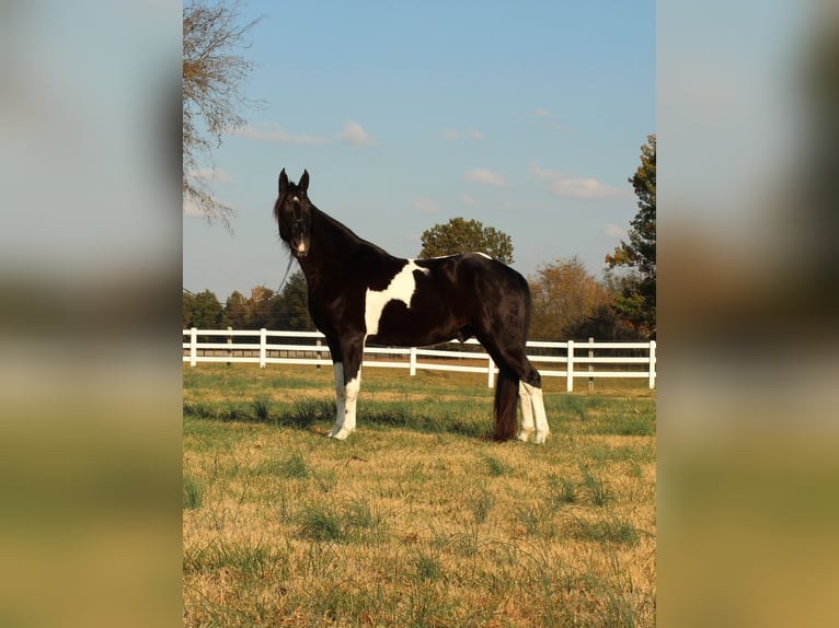 Tennessee walking horse Caballo castrado 10 años 152 cm Tobiano-todas las-capas in Lewisburg, TN