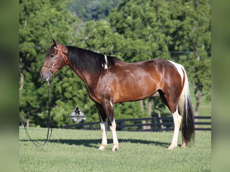 Tennessee walking horse Caballo castrado 10 años 152 cm Tobiano-todas las-capas in Mount Vernon