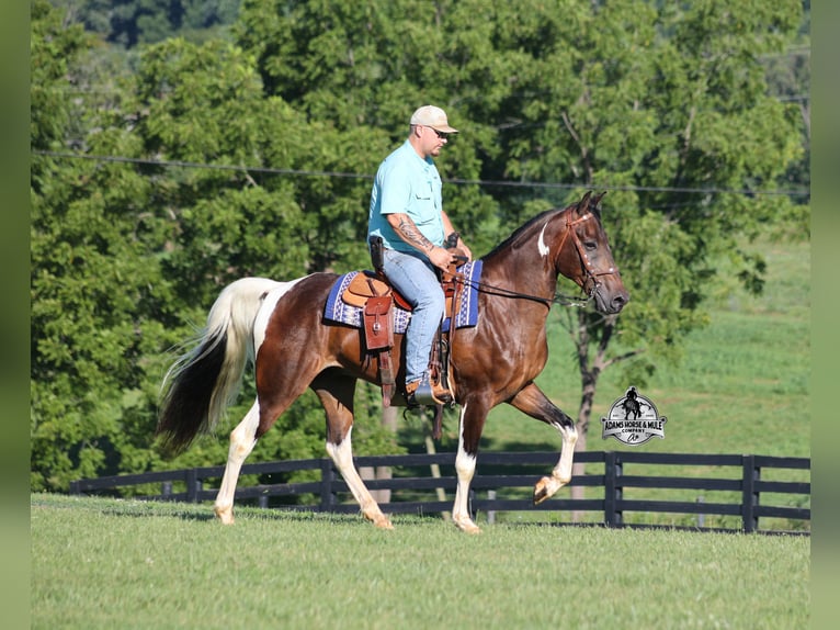 Tennessee walking horse Caballo castrado 10 años 152 cm Tobiano-todas las-capas in Mount Vernon