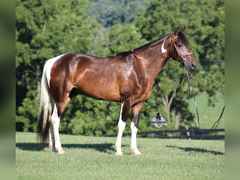 Tennessee walking horse Caballo castrado 10 años 152 cm Tobiano-todas las-capas in Mount Vernon
