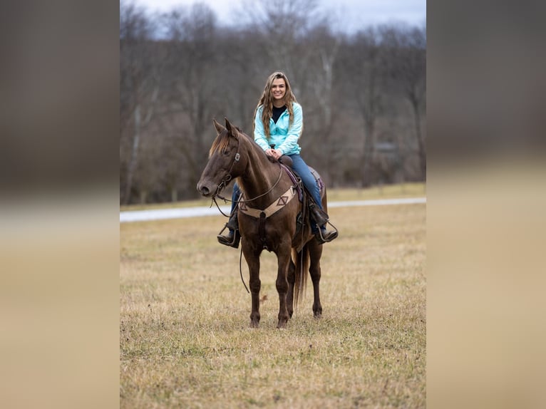 Tennessee walking horse Caballo castrado 10 años 155 cm Castaño in Ewing KY