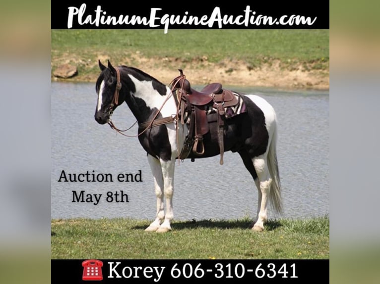 Tennessee walking horse Caballo castrado 10 años 163 cm Tovero-todas las-capas in Whitley City KY