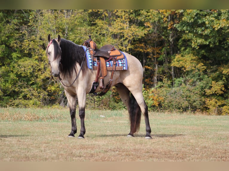 Tennessee walking horse Caballo castrado 10 años 165 cm Buckskin/Bayo in Corinth MS