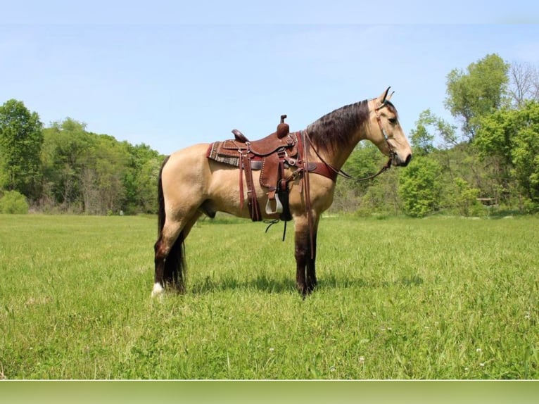 Tennessee walking horse Caballo castrado 10 años Buckskin/Bayo in Salyersville KY