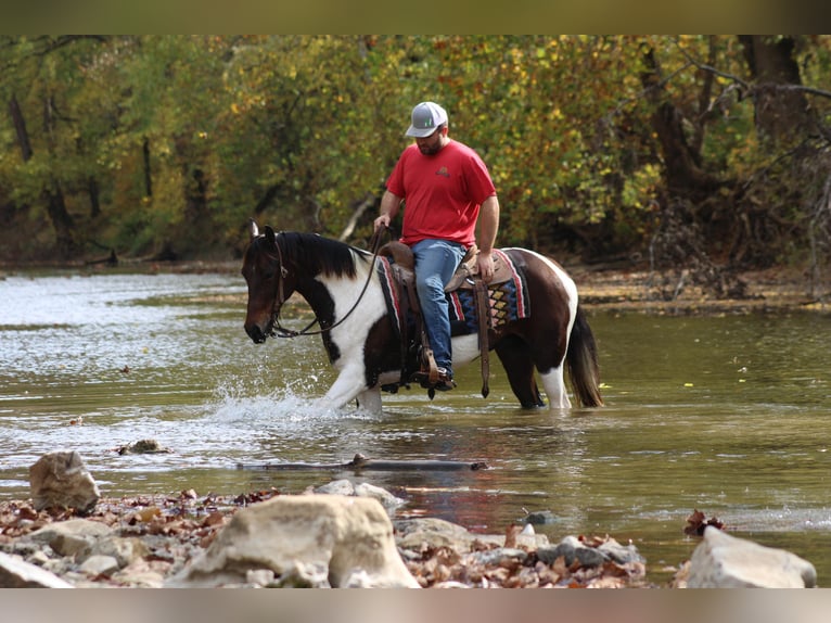 Tennessee walking horse Caballo castrado 10 años Castaño rojizo in Sanora KY